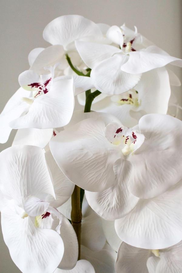 Apartamento White Orchid Pula Exterior foto